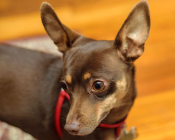 Close-up portrait of a dog