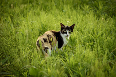 Cat on grass