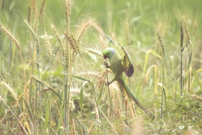 Close-up of a bird on field