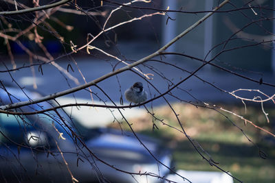 Close-up of bird perching on branch