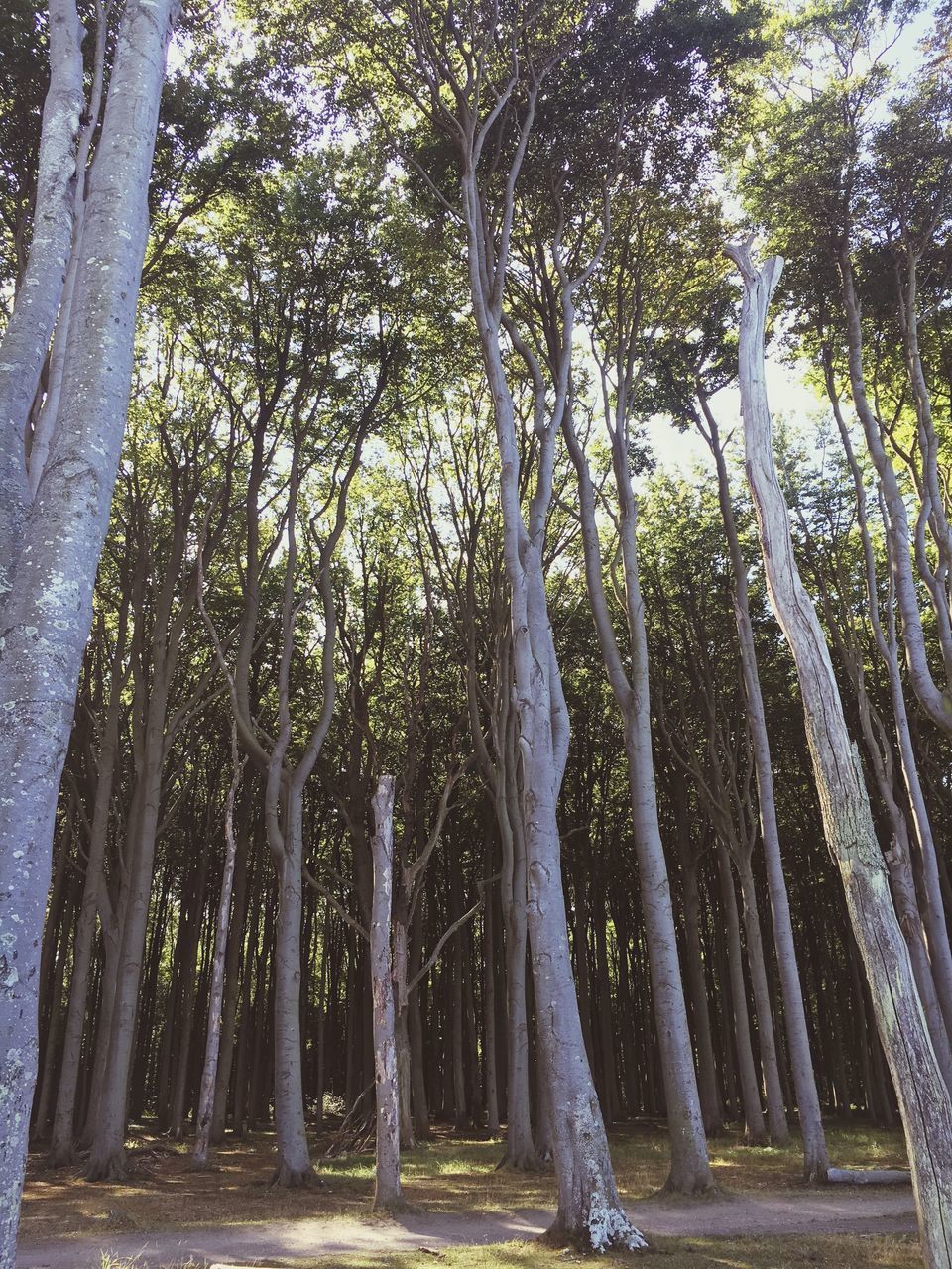 LOW ANGLE VIEW OF TREES IN FOREST