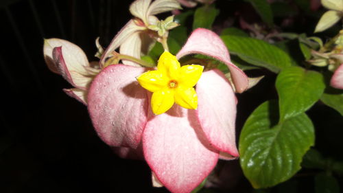 Close-up of pink flower blooming outdoors