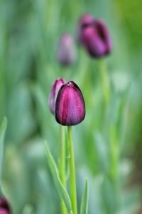 Close-up of pink flower