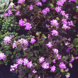 Close-up of flowers blooming outdoors