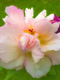 Close-up of pink flowers