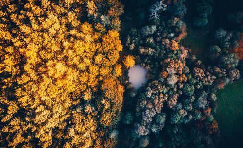 Low angle view of trees and plants during sunset