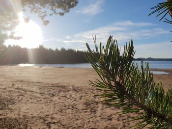 Plants growing on beach against sky