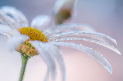 Close-up of white flower