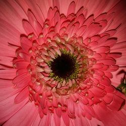 Macro shot of red flower