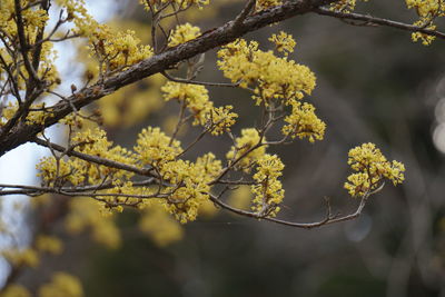 Close-up of yellow flowers on branch