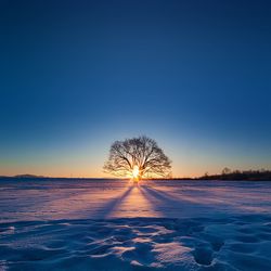 Trees on snowy landscape against clear blue sky during sunset