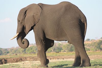 Side view of elephant on land against sky