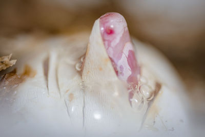 Close-up of ice cream on table
