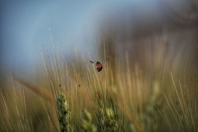 High angle view of ladybug on field