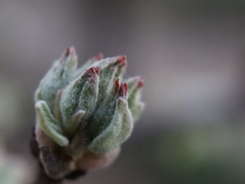 Close-up of flower bud