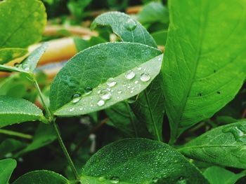 Close-up of wet plant leaves during rainy season