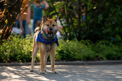 Portrait of dog by plants outdoors