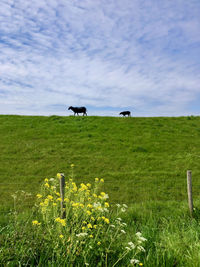 Sheep in a field