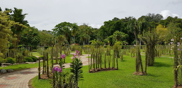 Trees and plants in park against sky