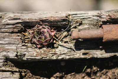 Close-up of wilted rose