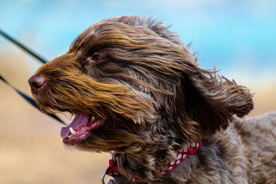 Close-up of dog looking away