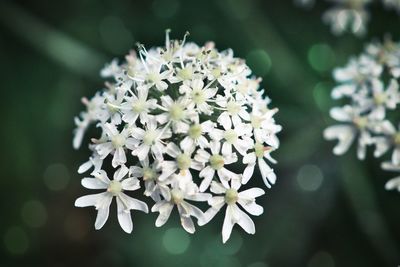 Close-up of white flowering plant