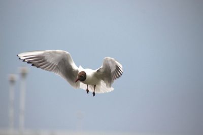 Low angle view of seagulls flying over white background