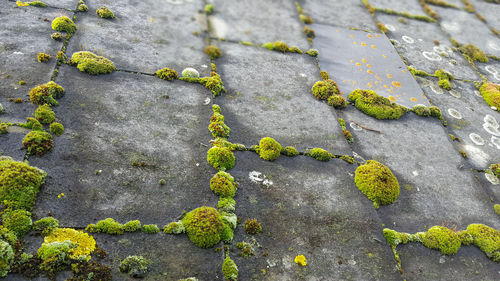 High angle view of plants