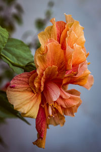 Close-up of yellow hibiscus flower