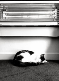 Cat resting on tiled floor