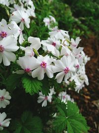 Close-up of pink flowers blooming outdoors