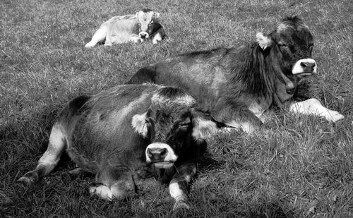 High angle view of sheep on field