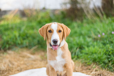 Close-up portrait of dog standing on field