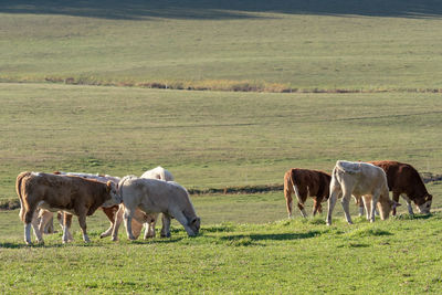 Cows grazing in field