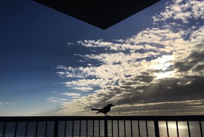 Low angle view of bird perching against sky