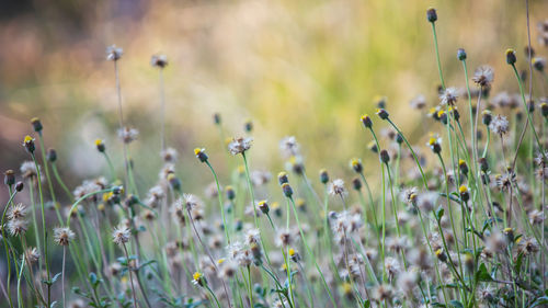 Close-up of flowering plants on field