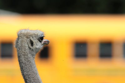 An ostrich looking at a passing train