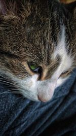 Close-up portrait of cat