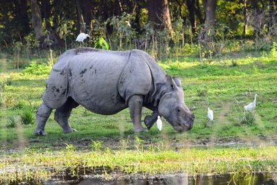 Side view of elephant drinking water in lake