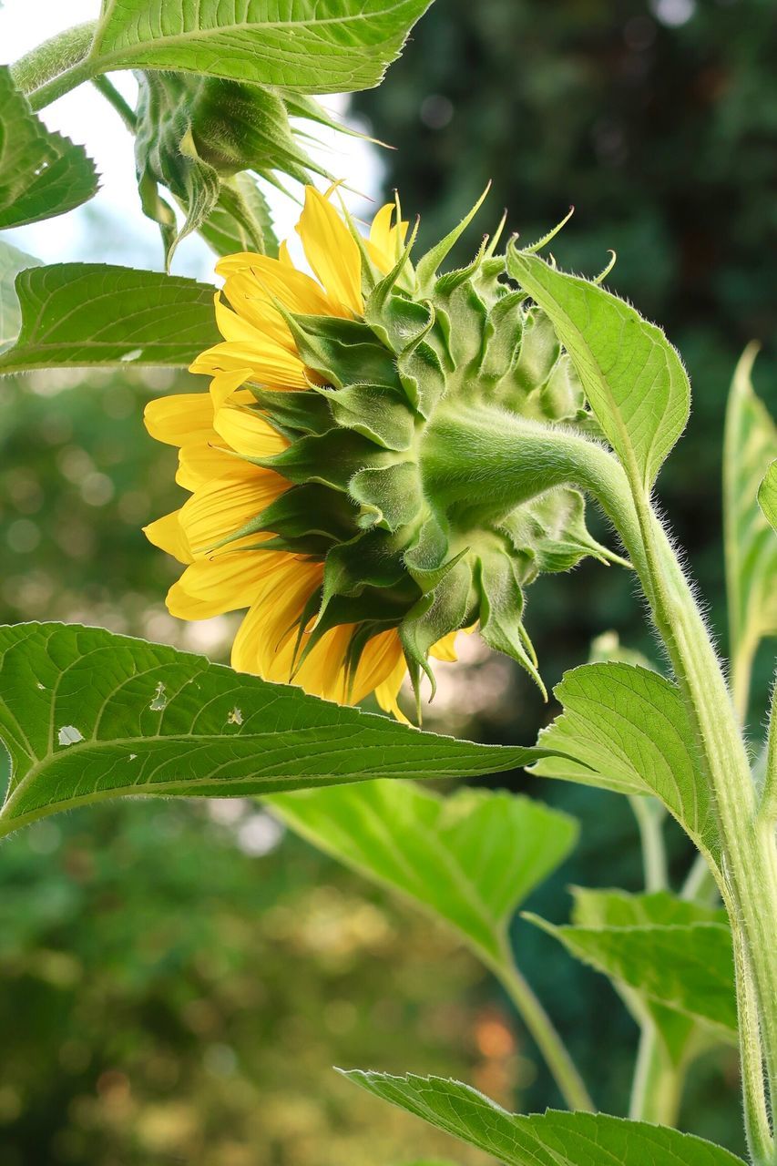 CLOSE-UP OF SUNFLOWER ON LEAF