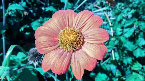 Close-up of pink flower blooming outdoors