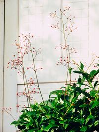 Close-up of flowering plants against blurred background