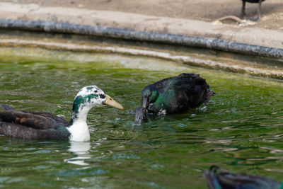 Ducks swimming in lake