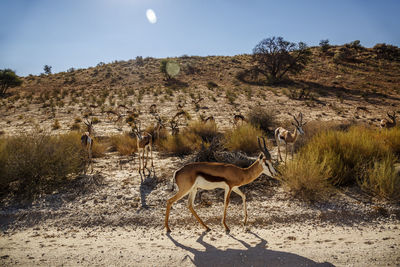 Deer standing on field