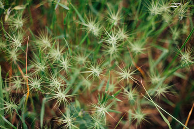 Close-up of dandelion against plants