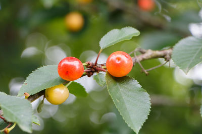 Close-up of tomatoes on tree