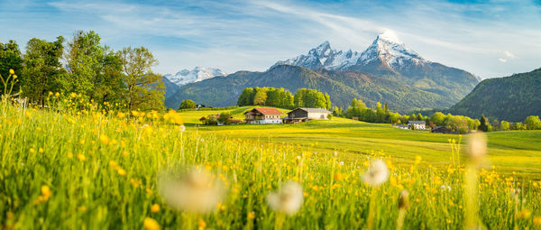 Scenic view of field against sky