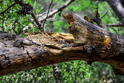 Close-up of lizard on tree stump