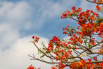 Low angle view of red flowering plant against sky