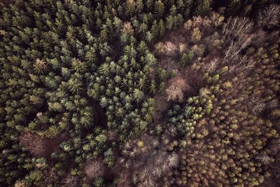 Full frame shot of pine tree